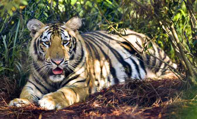 Mike Vii Mike Vii